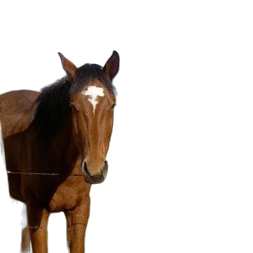 animal, creature, staff, hair transparent PNG cut-out