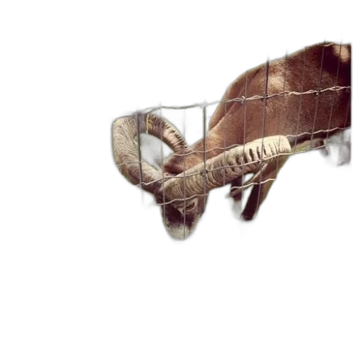 animal, creature, weapon, hair transparent PNG cut-out