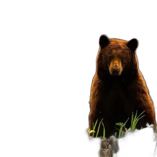 animal, creature, photorealistic, concept art transparent PNG cut-out