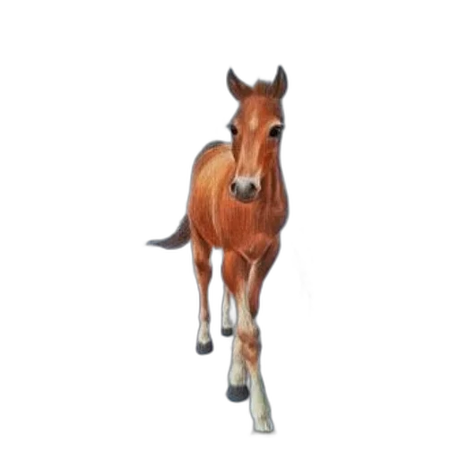 animal, staff, creature, furniture transparent PNG cut-out