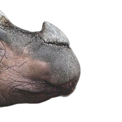 animal, face, creature, dragon transparent PNG cut-out