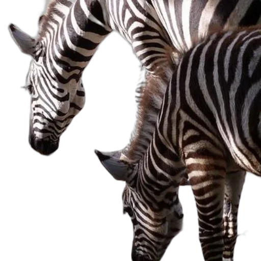 animal, creature, weapon, furniture transparent PNG cut-out