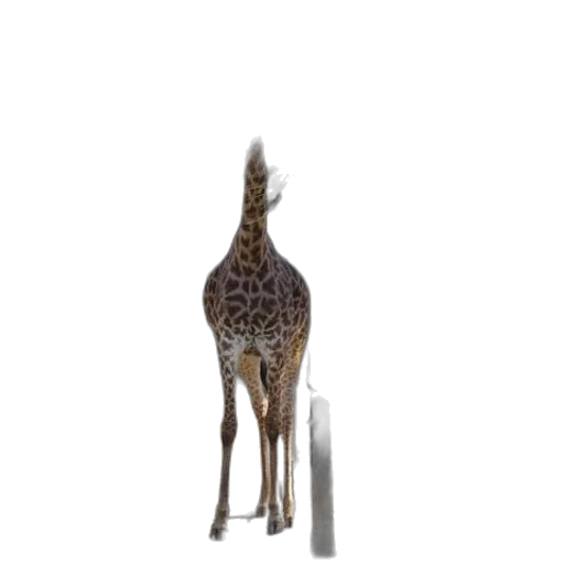 animal, creature, staff, crown transparent PNG cut-out