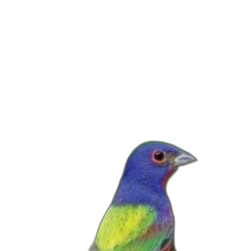 animal, staff, jewelry, creature transparent PNG cut-out