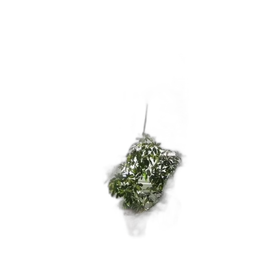 tree, crown, flower, hair transparent PNG cut-out
