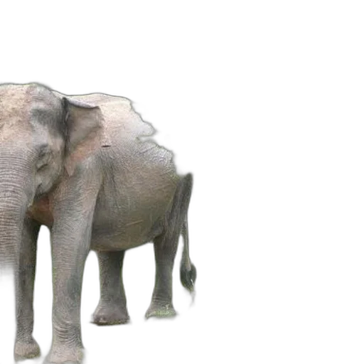 animal, creature, 3d render, photorealistic transparent PNG cut-out