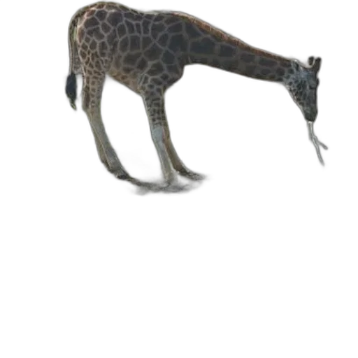 animal, creature, staff, dragon transparent PNG cut-out