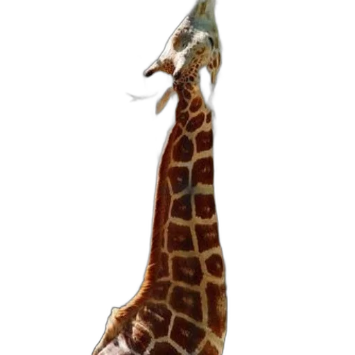 animal, staff, creature, umbrella transparent PNG cut-out
