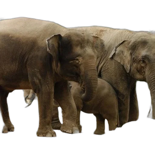 animal, concept art, photorealistic, 3d render transparent PNG cut-out