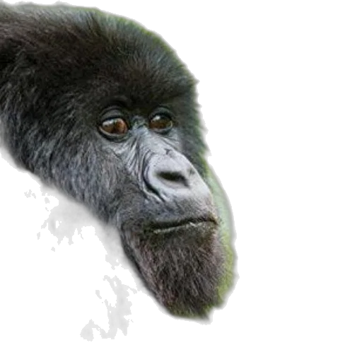 animal, creature, face, hair transparent PNG cut-out