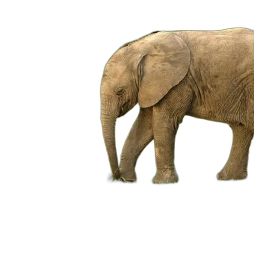 animal, creature, weapon, staff transparent PNG cut-out