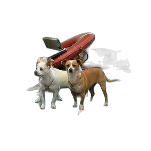 animal, weapon, staff, car transparent PNG cut-out