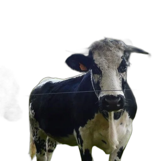 animal, mask, creature, face transparent PNG cut-out