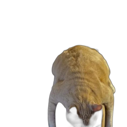 animal, creature, hat, mask transparent PNG cut-out