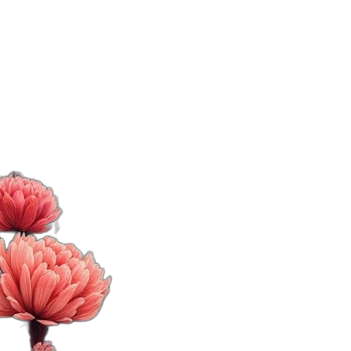 flower, crown, umbrella, tree transparent PNG cut-out