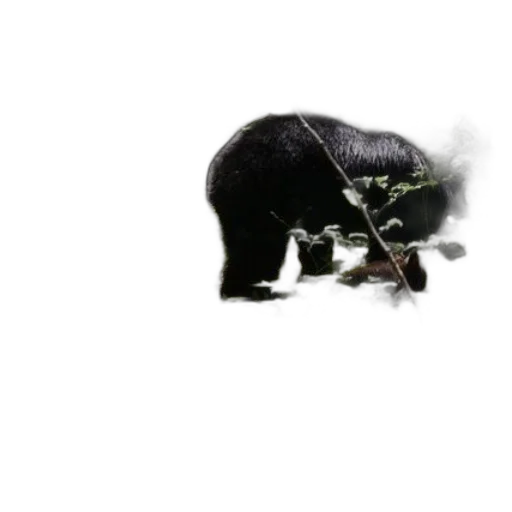 animal, staff, creature, weapon transparent PNG cut-out