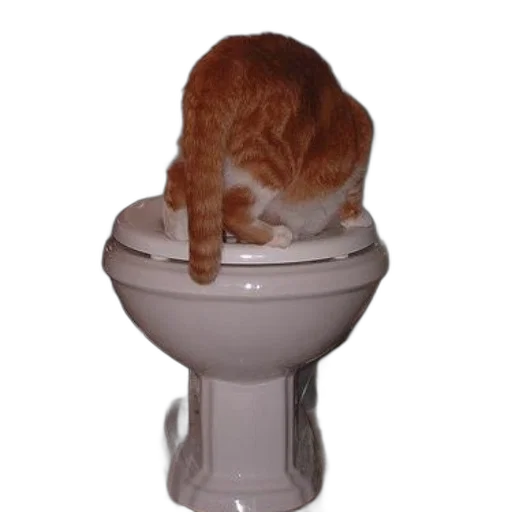 animal, furniture, staff, creature transparent PNG cut-out