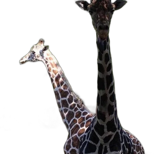 animal, creature, staff, hat transparent PNG cut-out