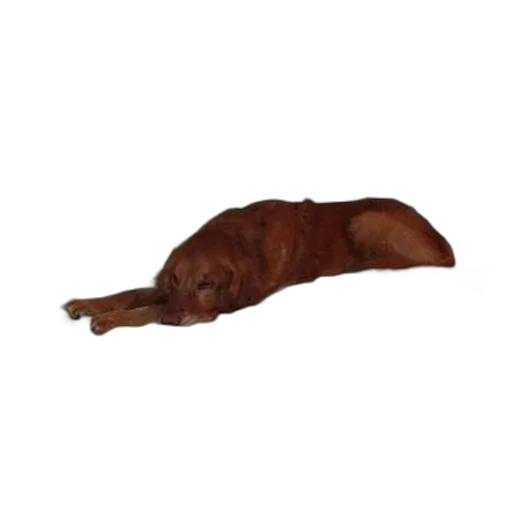 animal, staff, creature, furniture transparent PNG cut-out