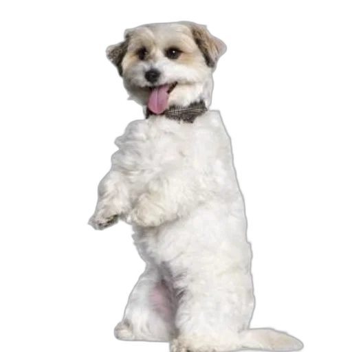 animal, staff, creature, robot transparent PNG cut-out