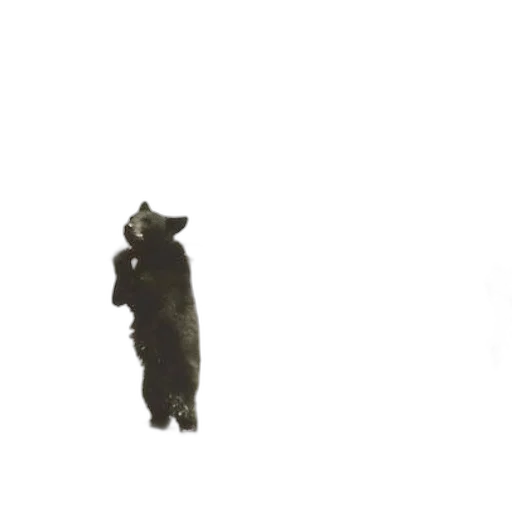 animal, creature, staff, dragon transparent PNG cut-out