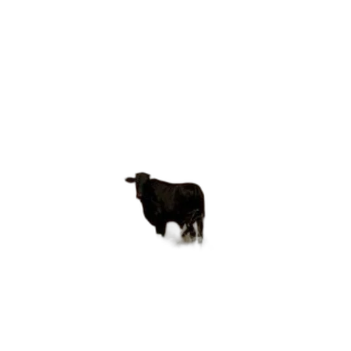 animal, creature, hair, food transparent PNG cut-out