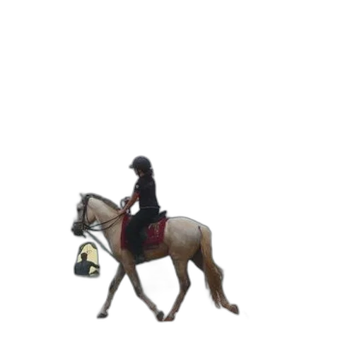 staff, animal, jacket, pixel art transparent PNG cut-out