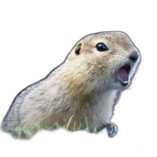 animal, creature, hair, hat transparent PNG cut-out