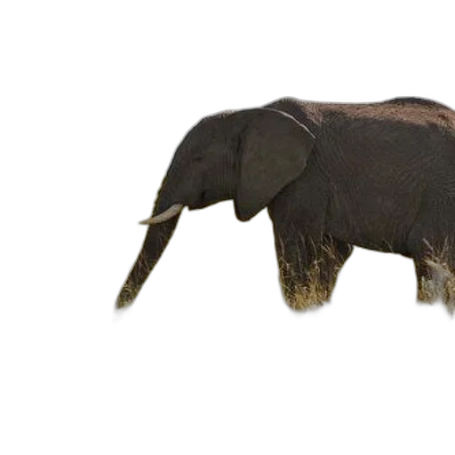 animal, creature, staff, hair transparent PNG cut-out