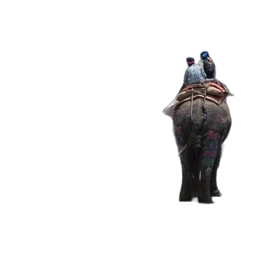 animal, creature, umbrella, hat transparent PNG cut-out