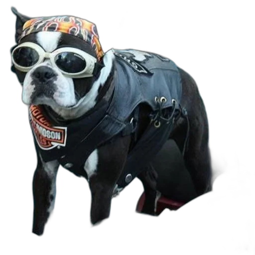 jacket, animal, creature, cyberpunk transparent PNG cut-out