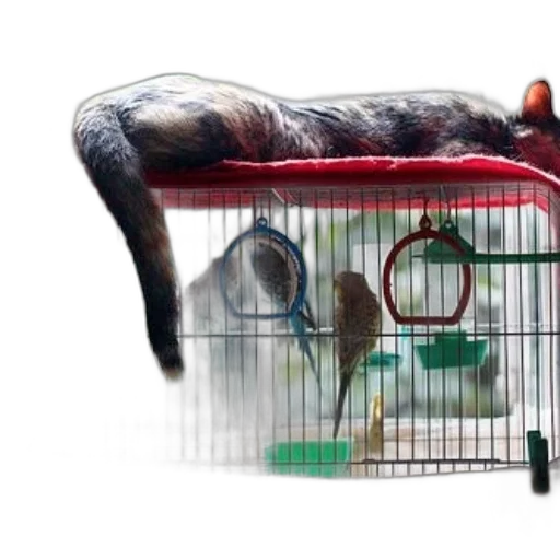animal, furniture, cat, lounges transparent PNG cut-out