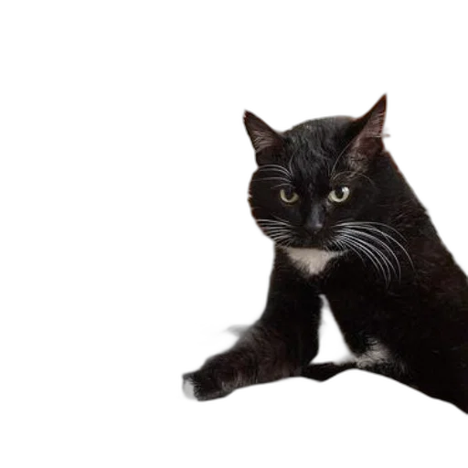 animal, staff, creature, photorealistic transparent PNG cut-out