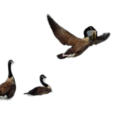 animal, photorealistic, concept art, 3d render transparent PNG cut-out