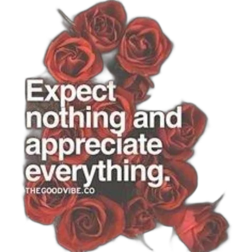 flower, expect, nothing, appreciate transparent PNG cut-out