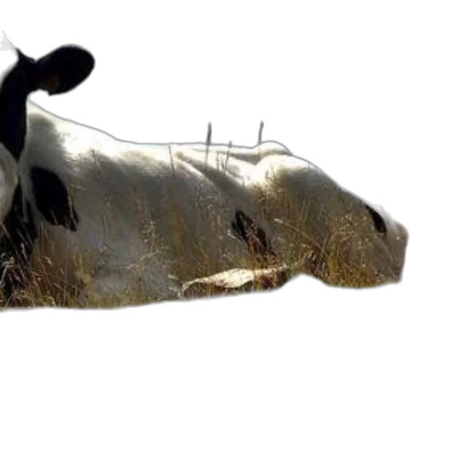 animal, shoes, weapon, creature transparent PNG cut-out
