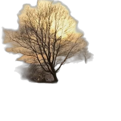 tree, crown, hair, hat transparent PNG cut-out