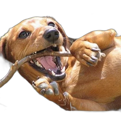 animal, staff, creature, weapon transparent PNG cut-out