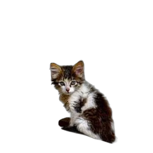animal, staff, creature, hair transparent PNG cut-out