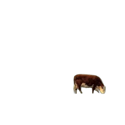animal, creature, furniture, food transparent PNG cut-out