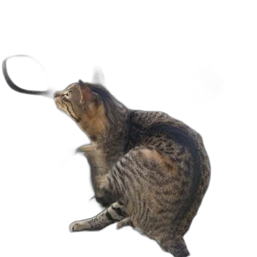 staff, animal, weapon, creature transparent PNG cut-out