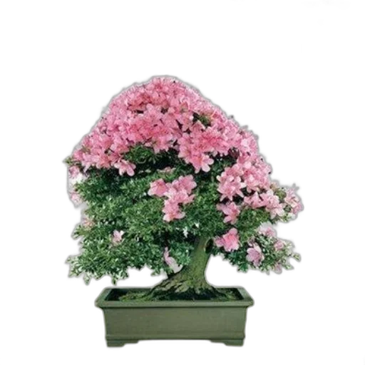 crown, flower, tree, staff transparent PNG cut-out