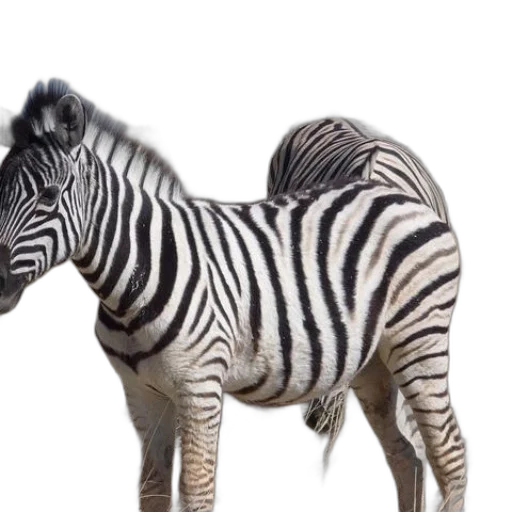animal, creature, photorealistic, 3d render transparent PNG cut-out