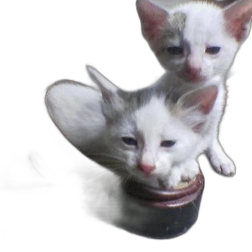 shoes, hat, animal, food transparent PNG cut-out