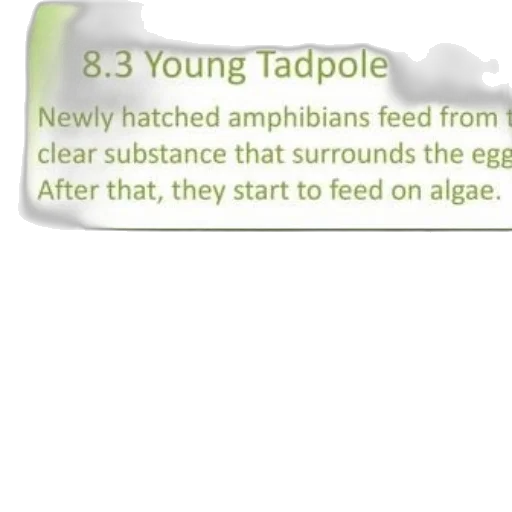 young, tadpole, shown, image transparent PNG cut-out