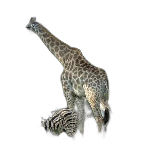 animal, creature, staff, dragon transparent PNG cut-out