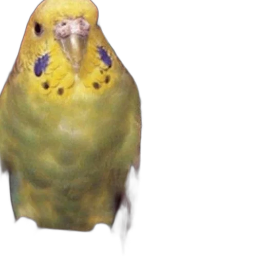 animal, creature, face, hat transparent PNG cut-out