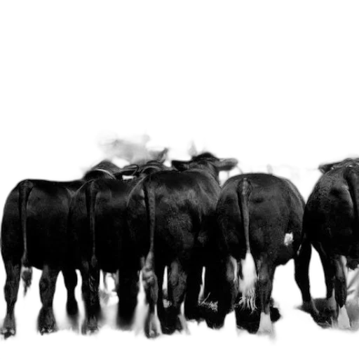 animal, photorealistic, concept art, black transparent PNG cut-out