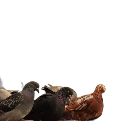 animal, food, shoes, furniture transparent PNG cut-out