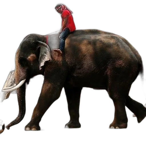 animal, creature, staff, hat transparent PNG cut-out